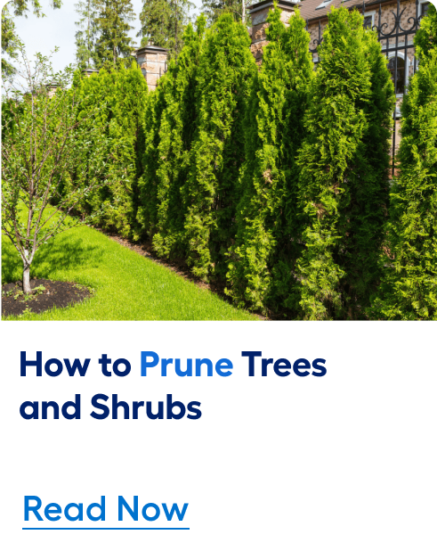 How to prune trees and shrubs. Read now. 	