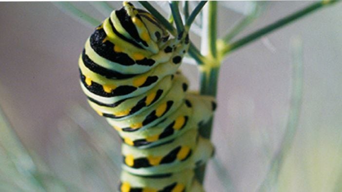 gallery thumbnail for item 1