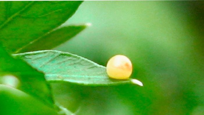 gallery thumbnail for item 0