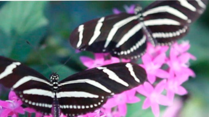 gallery thumbnail for item 3