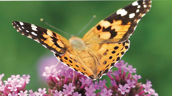 gallery thumbnail for item 0