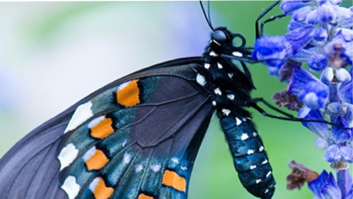 gallery thumbnail for item 1