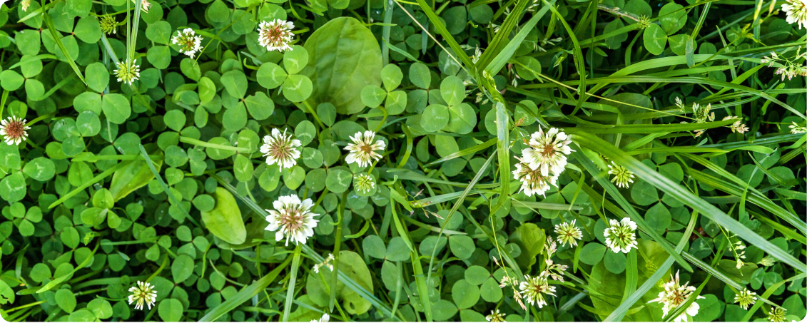 Grass with clover mixed in.