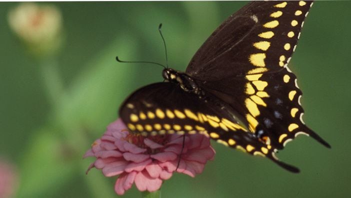 gallery thumbnail for item 3