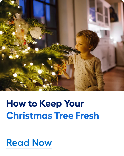 Learn how to keep your Christmas tree fresh. Read now.